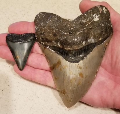 El diente superior de un megalodón (derecha) deja pequeño al de un tiburón blanco.