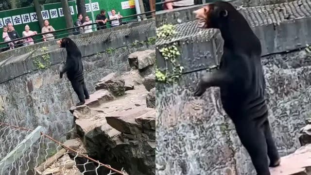 Zoo chino con oso de aspecto humano recibe 33 % más turistas desde vídeo viral