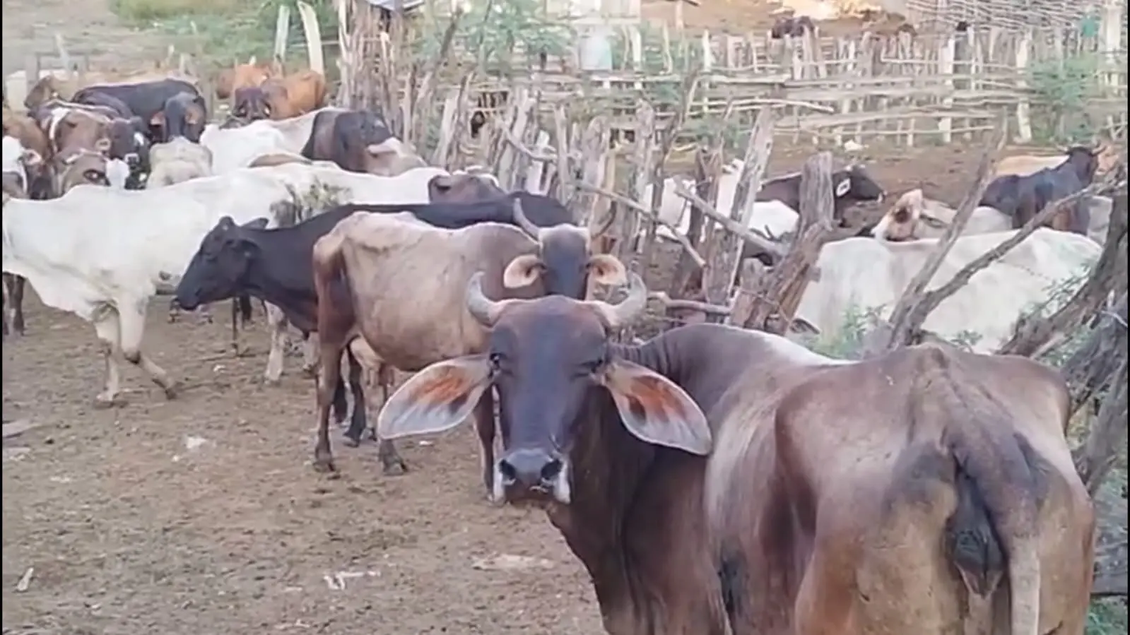 Verja perimetral impide robo de vacas en la frontera por cuatreros haitianos