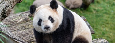 Estados Unidos está aplicando duras sanciones económicas a China. China ha respondido repatriando a sus osos panda