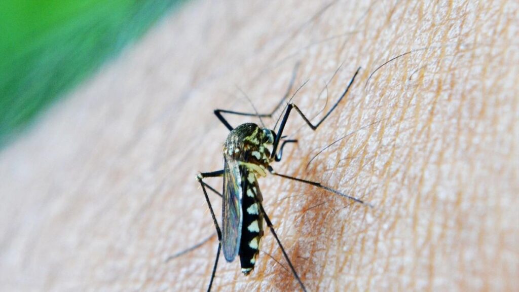 Aumento de casos de malaria preocupa a las autoridades