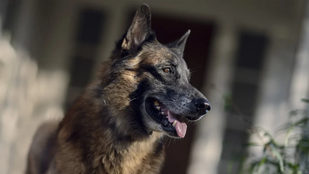 Murió Seven, el valiente perro de “The Walking Dead”