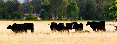 
En 1788 los ingleses llevaron cinco vacas a Australia. Sin saberlo, activaron una "bomba de relojería" que explotó 200 años después