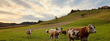 Cada vez más urbanitas se mudan al campo y se quejan por los mugidos de vacas. Francia va a protegerlos por ley