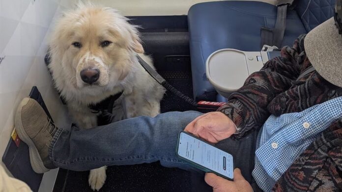 Aerolínea obligó a un pasajero a ceder su asiento en primera clase a un perro